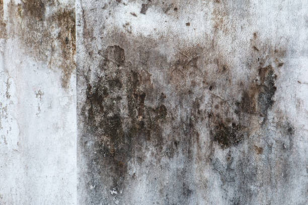 Mold Removal for HVAC Installations in Oxford, GA