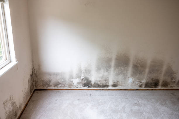 Best Attic Mold Removal  in Oxford, GA