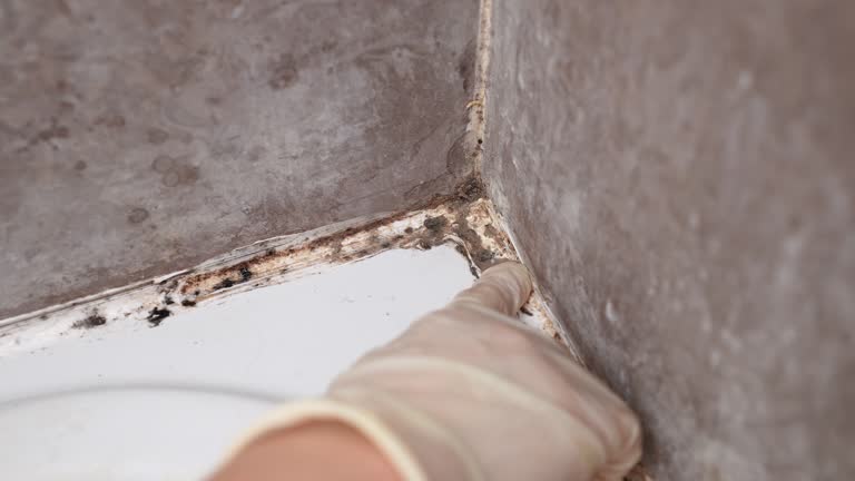 Mold Odor Removal Services in Oxford, GA